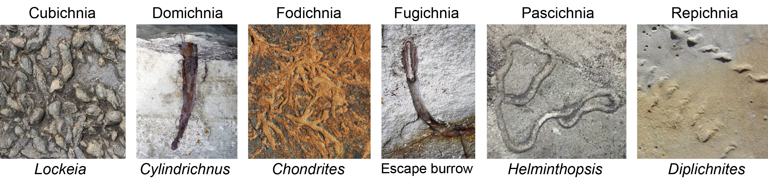 Examples of traces representing different ethological (behavioral) classes from Kentucky.